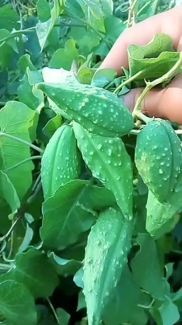 东子吃瓜视频,带你走进娱乐圈的幕后故事