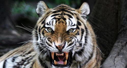 斩虎吃瓜,揭秘古代奇闻异事背后的真相