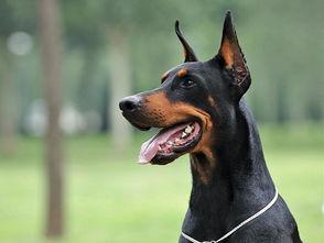 杜宾犬吃瓜现场照片,萌态十足引网友热议