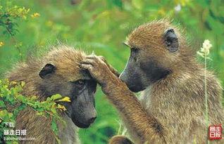 狒狒吃瓜qaq,揭秘狒狒的趣味生活瞬间