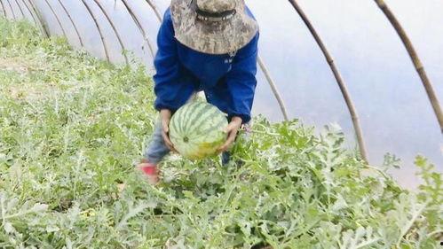 昆明杨林吃瓜,瓜果飘香，品味夏日田园风情