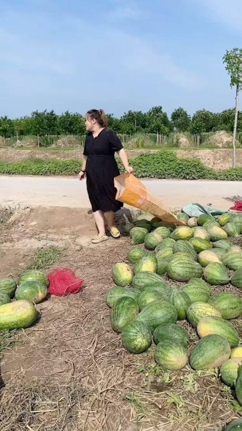 农村故事吃瓜,一段温馨的农村吃瓜记忆