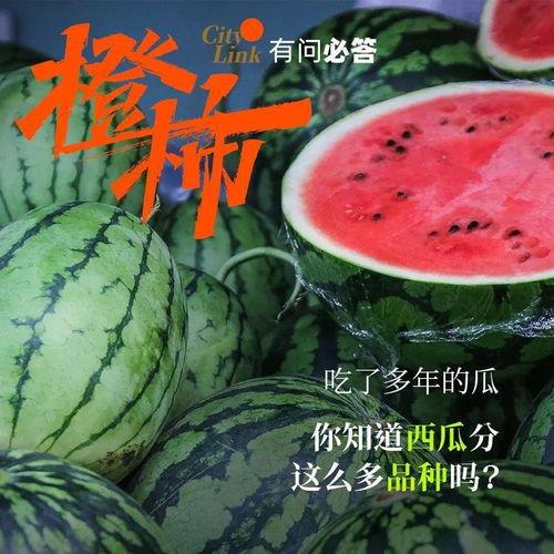 入夏吃瓜群众