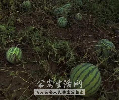 吃瓜偷瓜,一场吃瓜者的趣味冒险