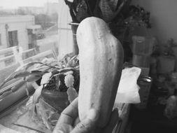 早孕可以吃茭瓜吗,早孕期间适宜食用茭瓜的饮食建议