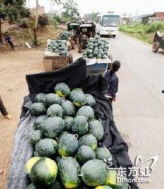 南宁兴安吃瓜事件视频,一场引发热议的街头冲突