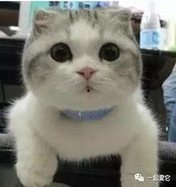 发呆吃瓜呢,闲适生活的小确幸