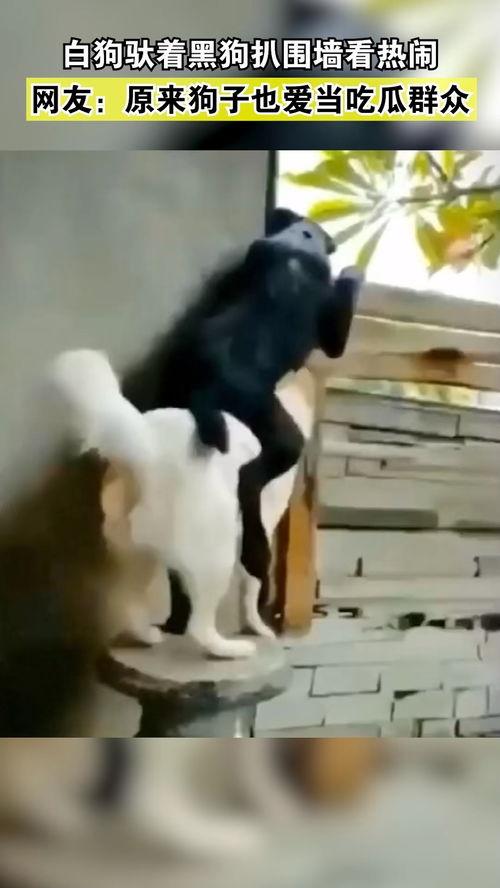 萌宠吃瓜群众,揭秘宠物界的趣味生活