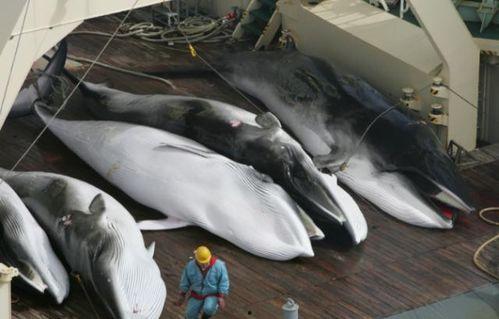 大明子吃瓜鲸鱼,揭秘神秘瓜田中的鲸鱼之谜