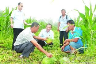 矛盾调解吃瓜,一场邻里纷争的和解之旅