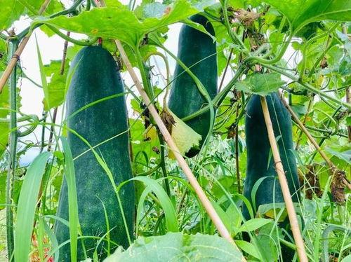 速吃毒瓜,揭秘快速消费背后的健康危机