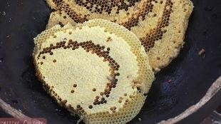 吃瓜虫子的危害,揭秘其潜在危害与防治策略