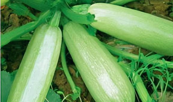 吃白瓜有好处吗,“白瓜营养价值与食用益处解析”