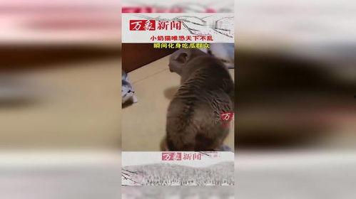 猫咪大战吃瓜群众,猫咪与吃瓜群众的趣味对决